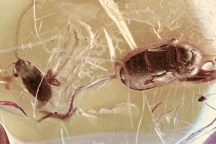 Two Detailed Fossil Beetles (Ptinidae & Latridiidae) in Baltic Amber #328156